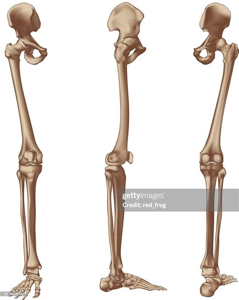 Right Leg Bones High Res Vector Graphic Getty Images