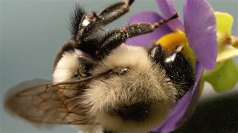 Buzz Pollinators Vibrate Flowers Until They Release Pollen Mental Floss