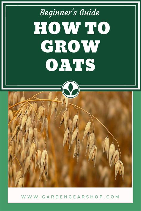 An Image Of How To Grow Oats In The Garden With Text Overlay That Reads Beginner S Guide
