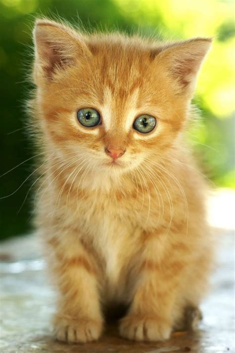 Orange Kitten Cute Little Kittens Kittens And Puppies Cute Cats And