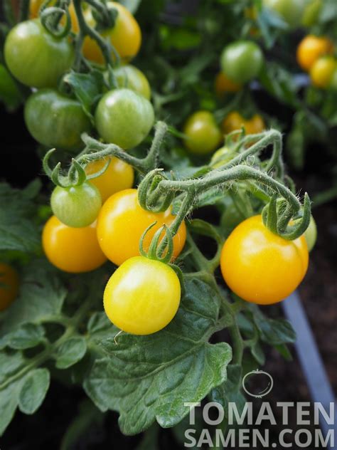 Tomatensamen Tomate Yellow Canary 10 Samen Saatgut Kaufen