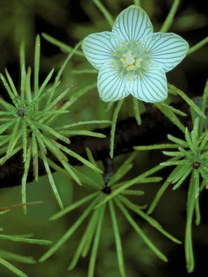 Check out michigan bulb's wide collection of irises for sale today! Grass of Parnassus Flower Growing Through Tamarack Tree ...