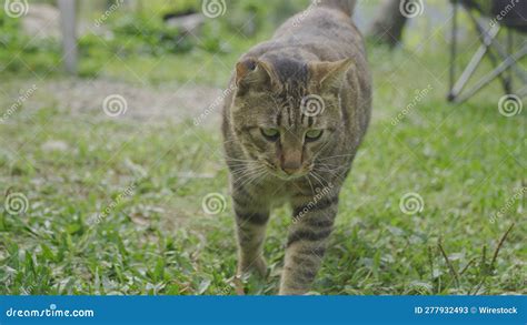 Inquisitive Striped Tabby Cat Walking On A Green Grass In A Sun Dappled