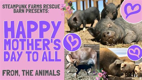 Happy Mothers Day Tribute From The Animals A Message To All Moms Of