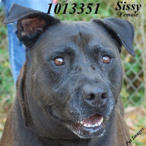 Adoptions and surrenders by appointment only due to. @ Hernando county animal control 19450 OLIVER STREET ...