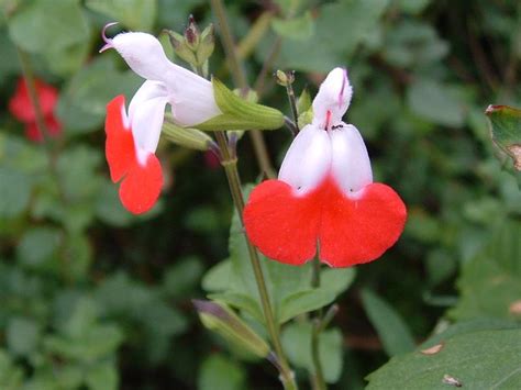 Meadow Sage Salvia Microphylla Hot Lips From Hillcrest Nursery