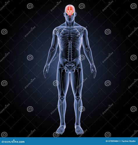 Human Brain Anterior View Stock Illustration Illustration Of