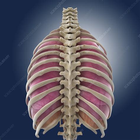 Sep 22, 2020 · the chest wall is composed of layers of muscle, bony ribs, costal cartilages, sternum, clavicles, and scapulae. Chest anatomy, artwork - Stock Image - C013/1516 - Science Photo Library