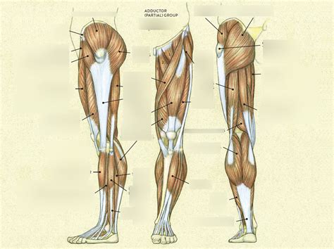 Leg Muscles 2 Diagram Quizlet