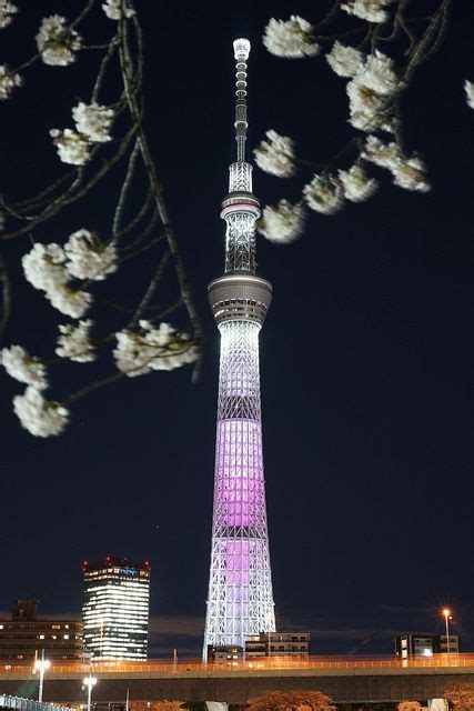 The Tokyo Tower Lit Up At Night With Cherry Blossoms In Bloom On The
