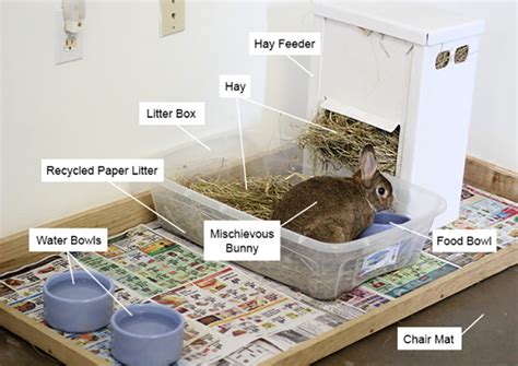 8 Amazing Diy Rabbit Litter Boxes You Can Make Today With Pictures