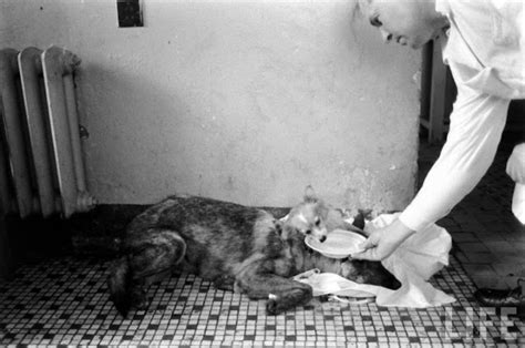 The Two Headed Dog Experiment Shavka And Brodyaga Two Soviet Dogs