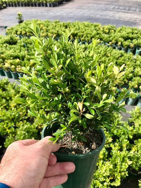 Buxus Microphylla Var Microphylla Andreasens Green