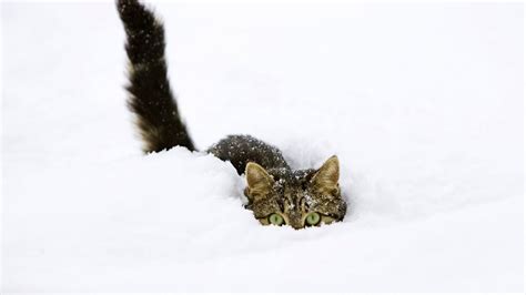 Смешные коты в снегу Funny Cats In Snow Youtube