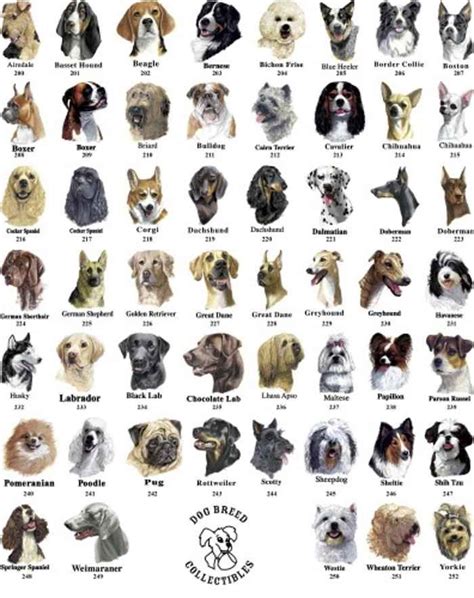 Best 25 Dog Breed Info Ideas On Pinterest All Breeds Of Dogs Dog