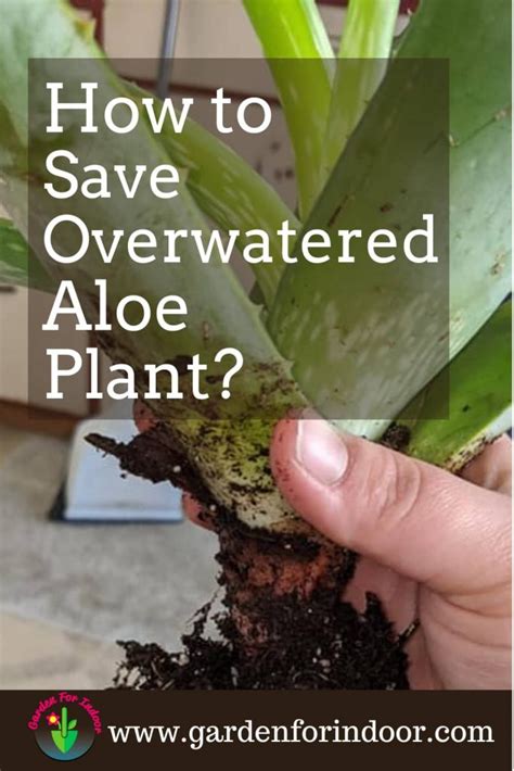 This Article Will Walk You Through The Step By Step Process Of Saving Overwatered Aloe Plant