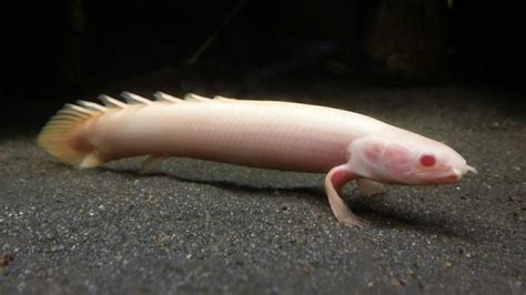 Polypterus Senegalus Albino Compre Na Kauar Frete Fixo