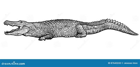 Illustration De Crocodile Dessin Gravure Encre Schéma Vecteur