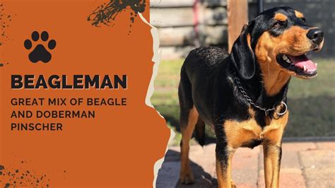 Beagleman Great Mix Of Beagle And Doberman Pinscher Youtube
