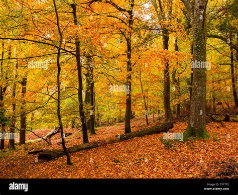 Beech Trees In Their Full Autumn Colour At Horner Hill Exmoor National