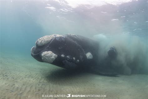 Snorkeling With Southern Right Whales