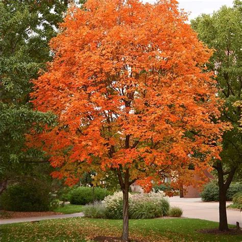 5 Of Marylands Favorite Tree Species Somd Fellers Tree Service