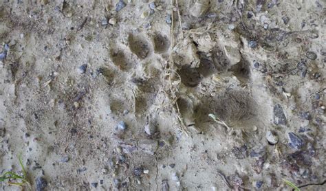Did you scroll all this way to get facts about tierspuren? Tierspuren Gratis / Buchtipp Tierspuren Von Bang Und ...