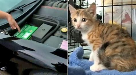 Kitten Survives 180 Mile Ride Trapped In Chevy Corvettes Engine Bay Chevy Corvette Corvette