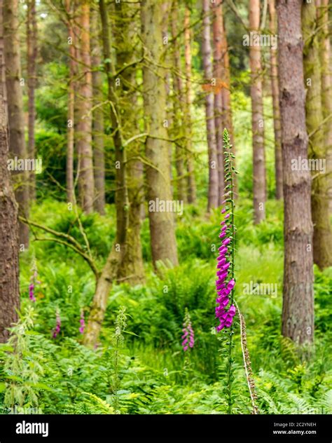 Woodland With Dense Pine Trees Ferns Bracken And Purple Foxgloves