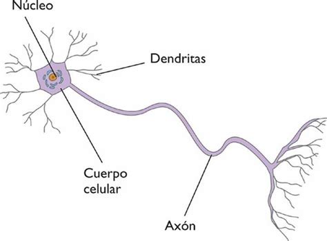 Las Partes De Una Neurona Neuronas Psicobiolog A Partes De La Misa