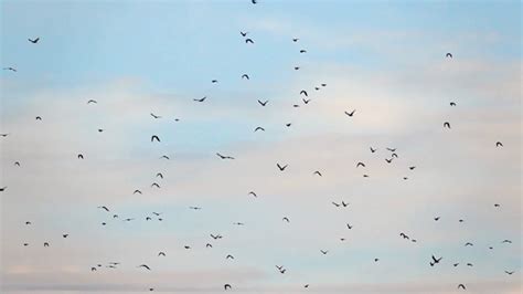 Birds Flying In Blue Sky Tranquil Background Stock Footage Sbv