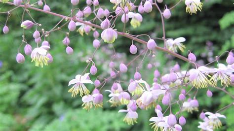 Flower Gardening Tips How To Grow Meadow Rue Thalictrum Youtube