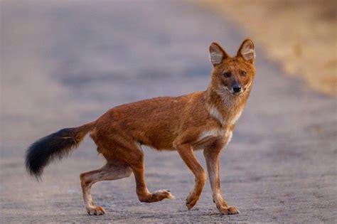 Wild earth dog food india. Dhole Facts, Habitat, Diet, Life Cycle, Baby, Pictures