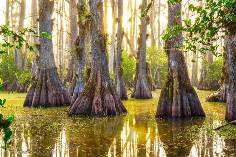 Where Have All The Big Cypress Gone The Alliance For Floridas