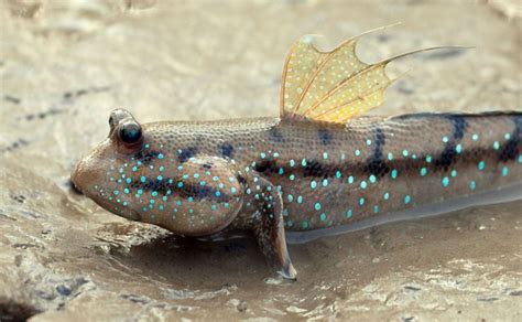 Mudskippers Are Amphibious Fish Mudskippers Use Their Pectoral Fins