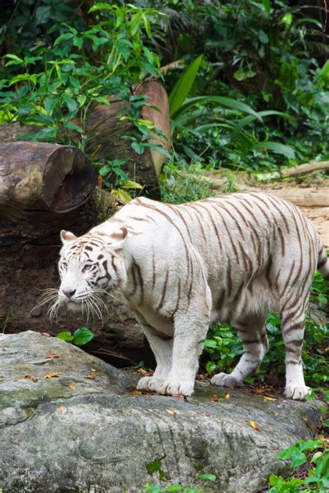White Tiger While Looking For Something To Eat Stock Photo Image Of