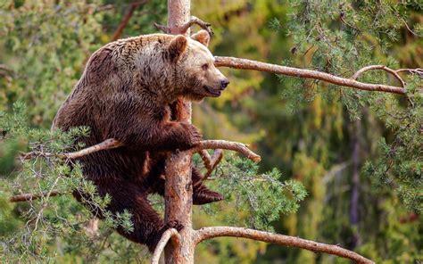 Wallpaper Animals Branch Wildlife Bears Fauna Mammal Vertebrate