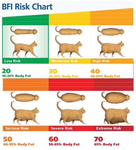 Cat Obesity Chart Meme