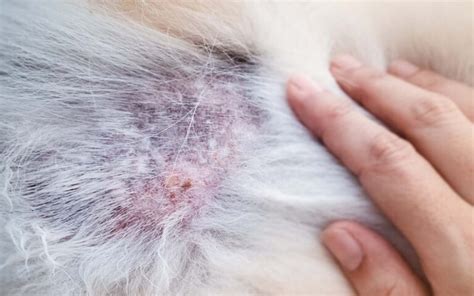 13 Common Dog Skin Lesions Or Sores With Pictures