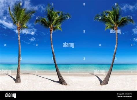 Three Palm Trees In Sunny Tropical Beach In Paradise Island Stock Photo