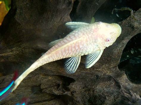 My Albino Bristlenose Plecos Are Breeding Tropical Fish Aquarium
