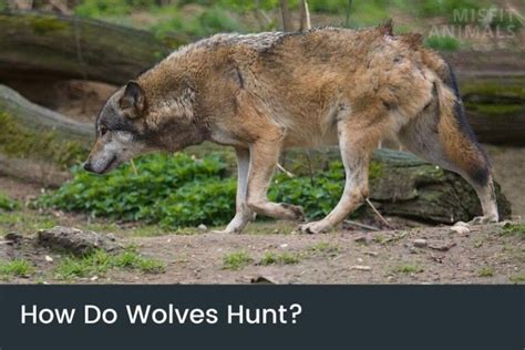 How Do Wolves Hunt Wolf Tactics And Predation