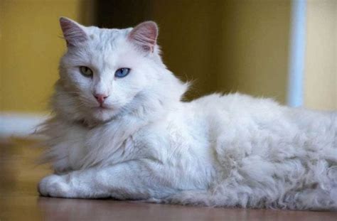Turkish Angora Information And Cat Breed Facts Pets Feed