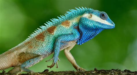 The Blue Crested Lizard Is Colour Changing Marvel Australian Geographic