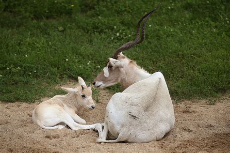 Chicagos Brookfield Zoo Announces Birth Of Critically Endangered Addax