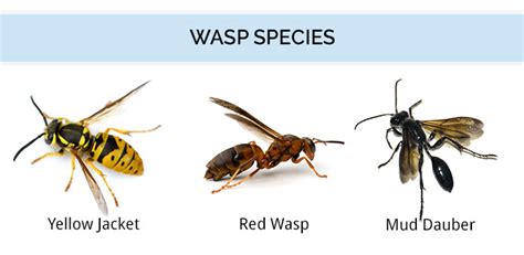 18 Different Types Of Wasps A Guide To Their Diversity Chart And Photos