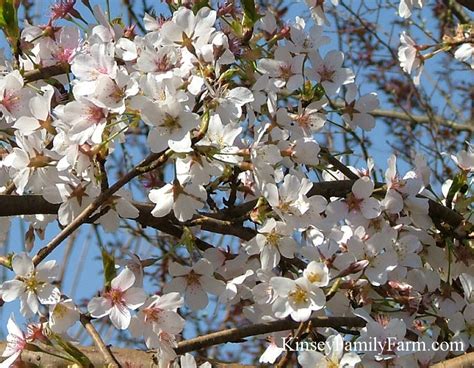 Dhgate.com provide a large selection of promotional flower cherry tree on sale at cheap price and excellent crafts. Flowering Cherry Trees For Sale Georgia Kinsey Family Farm ...