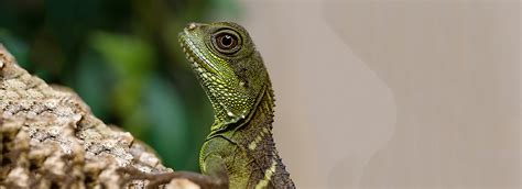 Cool Reptiles 7 Best Pet Lizards And Snakes Petsmart
