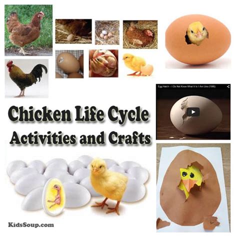 Chicken Life Cycle Activities And Crafts Kidssoup