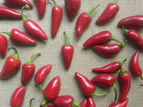 A Fresno Chili Pepper Guide Colors Uses Origins And More The
